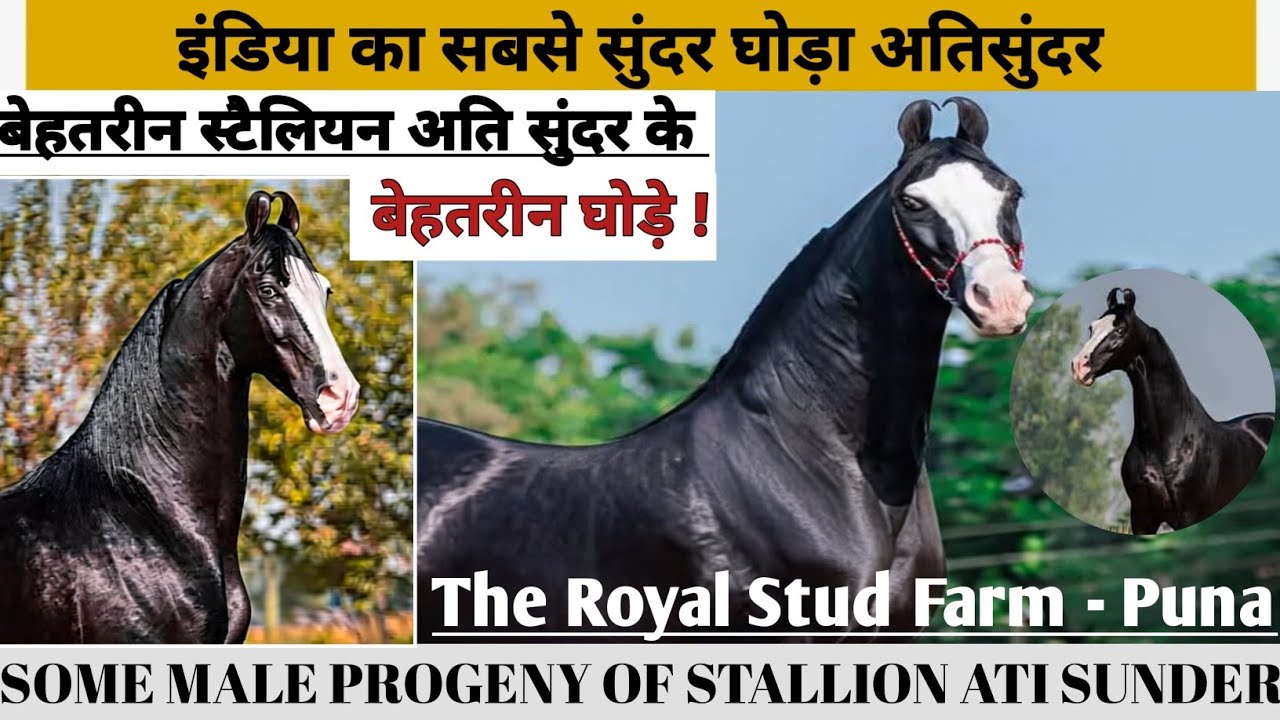 बेहतरीन स्टैलियन अति सुंदर के बेहतरीन घोड़े 🔥 Some Male Progeny Of Stallion ATI SUNDER ||