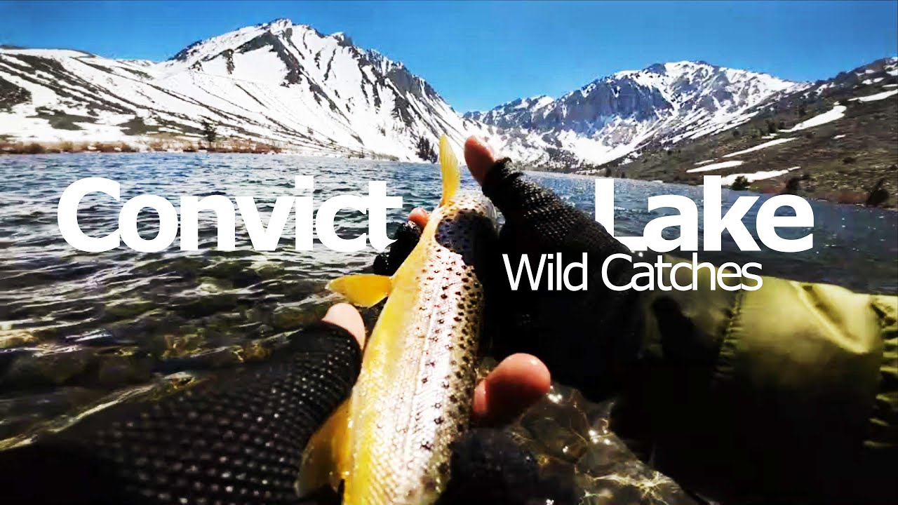 Convict Lake: Chunky Trout Multi Species Wild Fish Adventure.