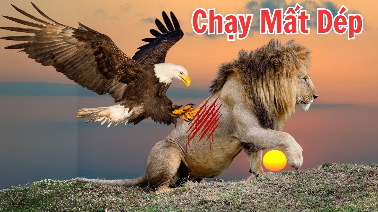 Tại Sao Ngay Cả Sư Tử Cũng Sợ Đại Bàng