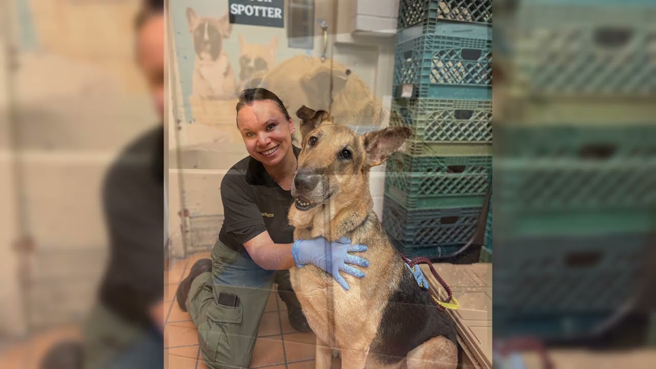 Glimmer of Hope 2023 Animal Ambassador Videos