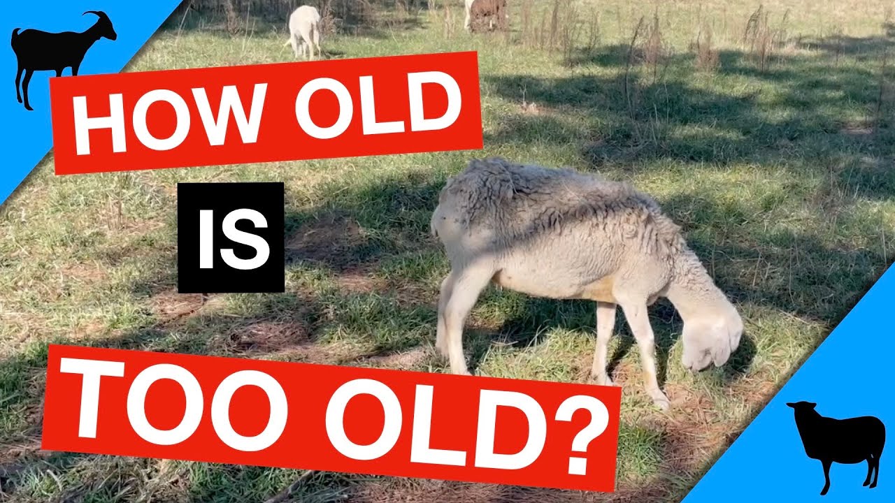 Goat & Sheep Life Expectancy/Productive Years