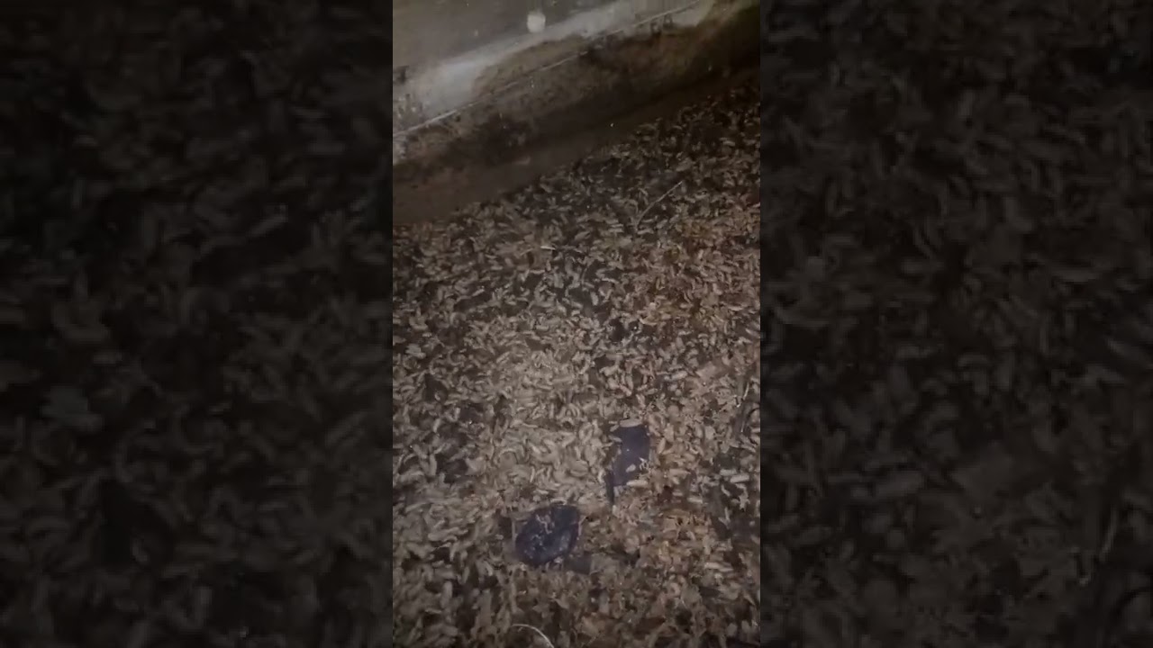 umur maggot fress berapa hari????