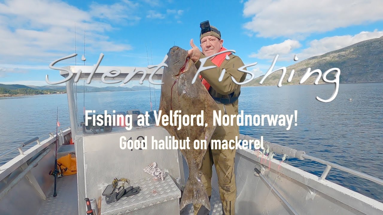 Fishing at Velfjord Nordnorway, good halibut on deadbait! #fishing #fish #norway