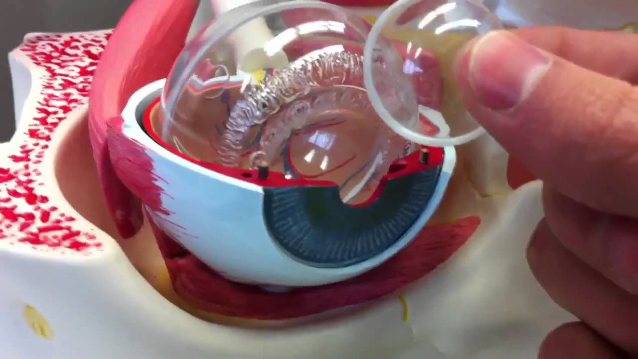 Human A&P:  Anatomy of the Eye