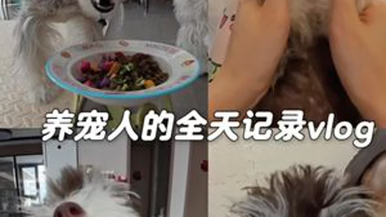 vlog.080 | 养宠人的全天记录，珍珠挨揍了！#vlog日常 #雪纳瑞 #萌宠出道计划 #养狗日常 #养狗人