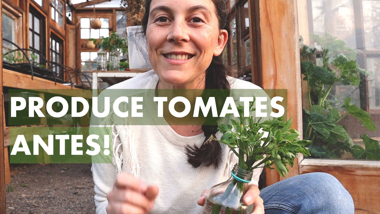 PRODUCE TOMATES ANTES! Hacer esquejes de Tomates para una producción Temprana #HuertaparaPrimavera