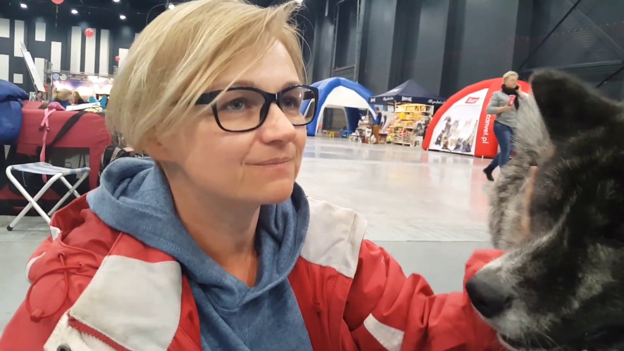 Wystawa psów rasowych w Bydgoszczy