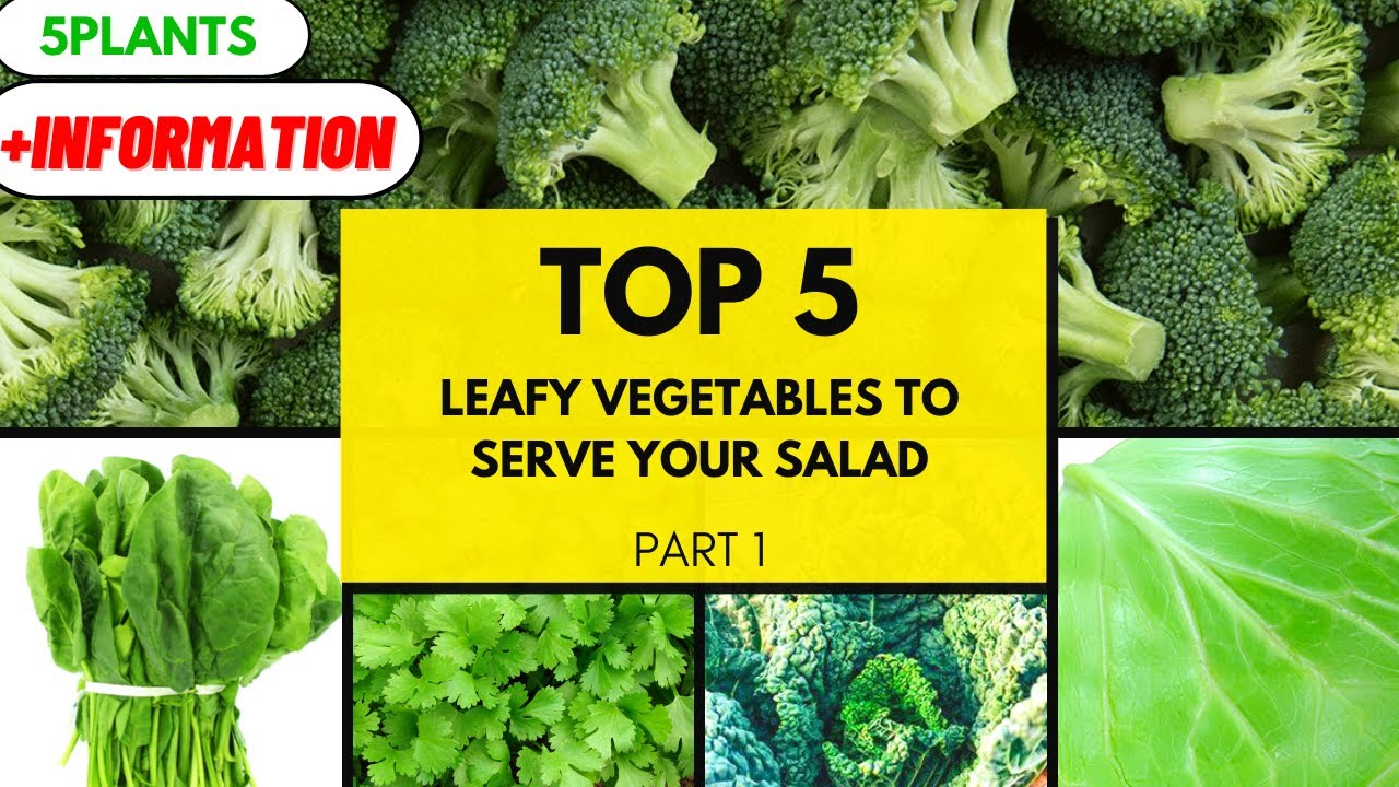 Top 5 leafy vegetables to serve your salad : part 1 // vegetables // 5plants // grow at home