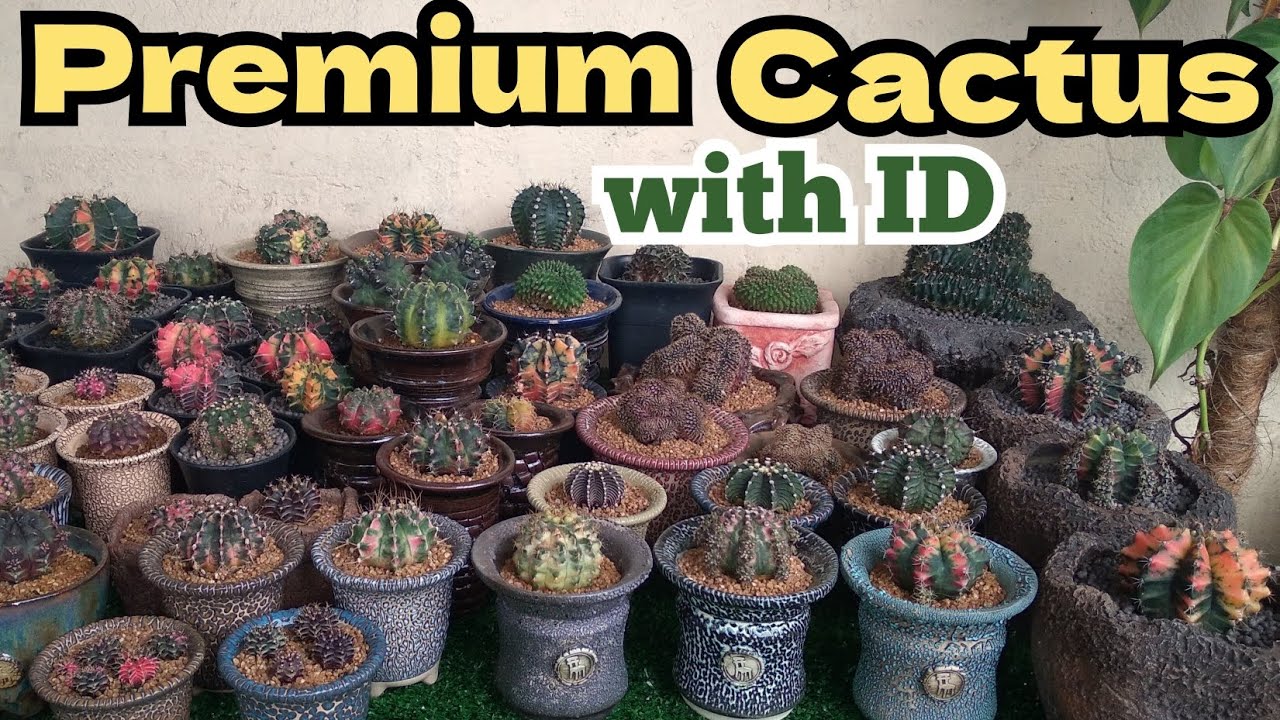 Premium Gymnocalycium with ID 🌵 | Cactus Identification