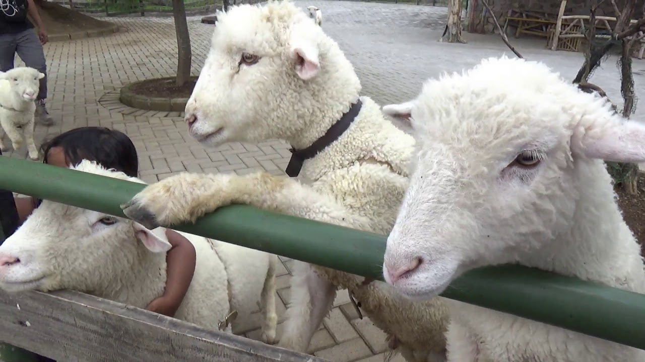 Happy Farm Ciwidey Wisata Edukasi Peternakan Pertama di Bandung