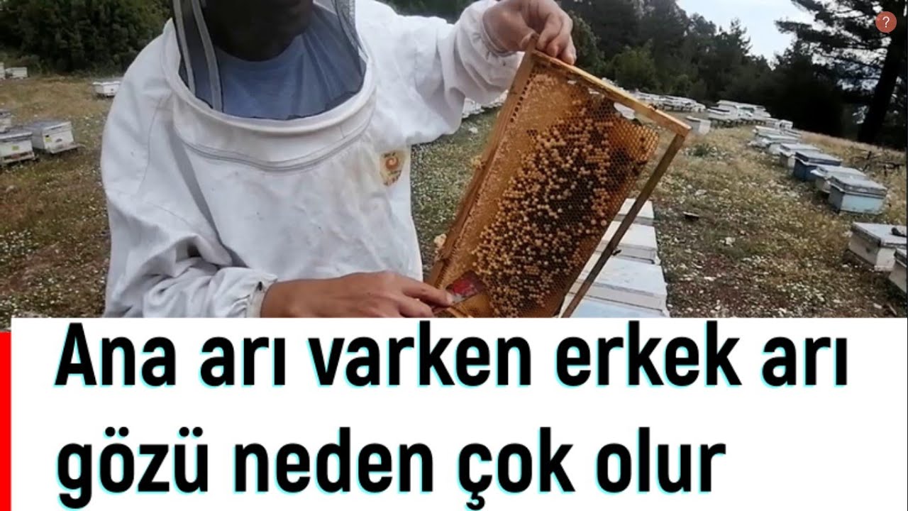 Ana arı varken erkek arı gözü neden çok olur?