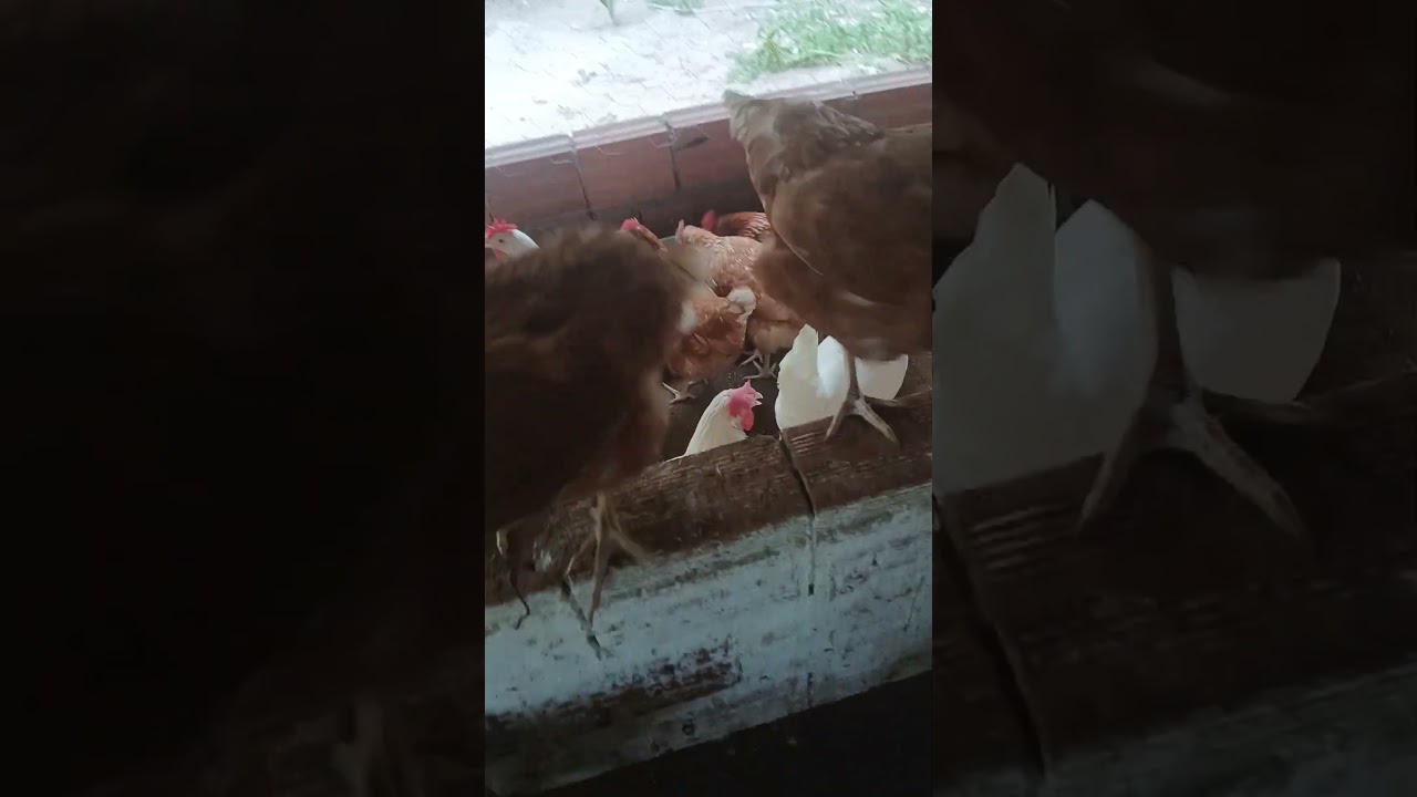 traqueia de bebedouros  e continuo com problemas.