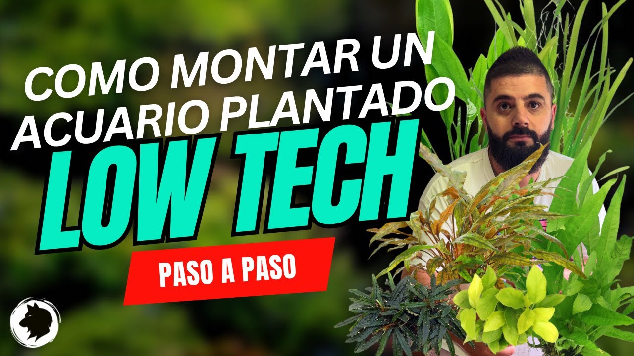 Acuario plantado Low tech