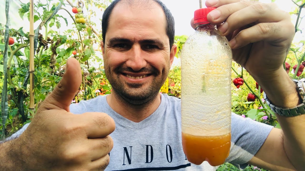 COMO FAZER ARMADILHA PARA A MOSCA DA FRUTA A CUSTO ZERO