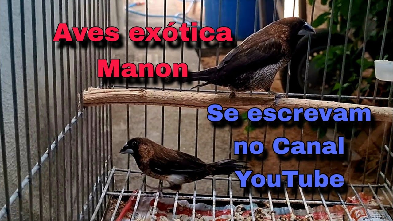 Criação de Manon com filhote reprodução fácil 10/01/2026