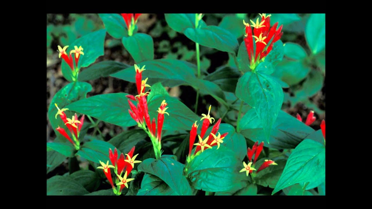 Top 20 Native Hummingbird Plants