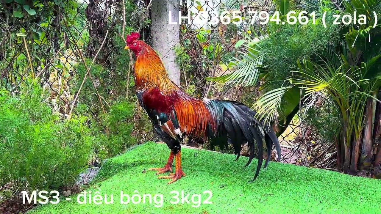 #top4 em hàng vip Chi tiết LH:0365.794.661 ( zola ) #xuhung #ganoi #thinhhanh 