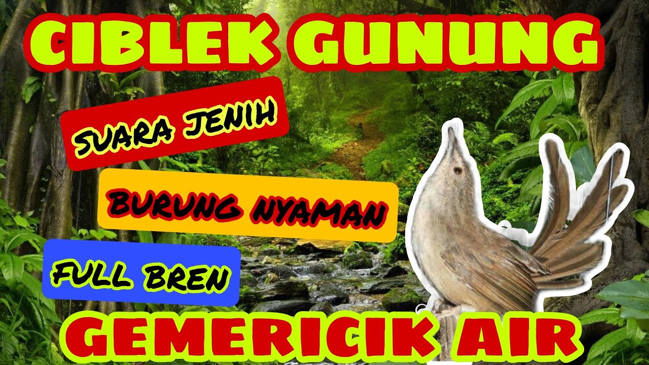 SUARA BURUNG CIBLEK GUNUNG DENGAN TERAPI GEMERICIK AIR || UNTUK MASTERAN BURUNG MURAI BATU#kicau
