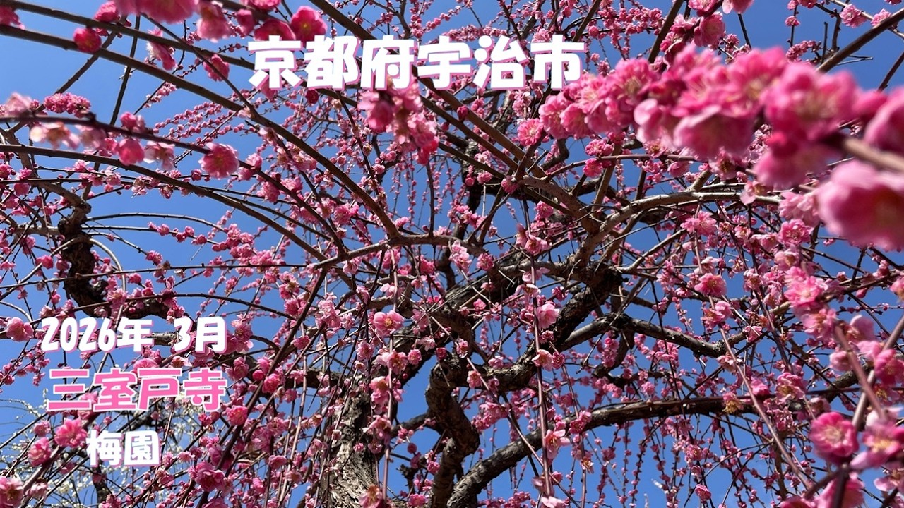 京都府宇治市に行ってきました。【2026.03.05】