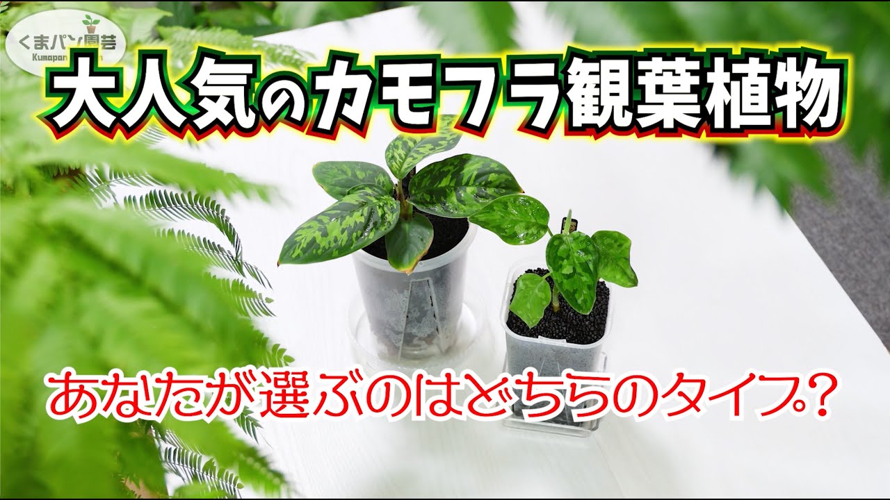 大人気のカモフラ観葉植物❣️あなたならどちらを選ぶ？