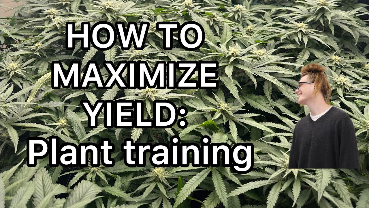 Maximize cannabis yields! - Advanced plant training techniques revealed!