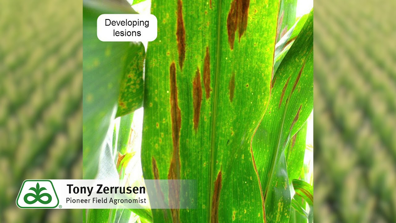 Gray Leaf Spot versus Northern Corn Leaf Blight