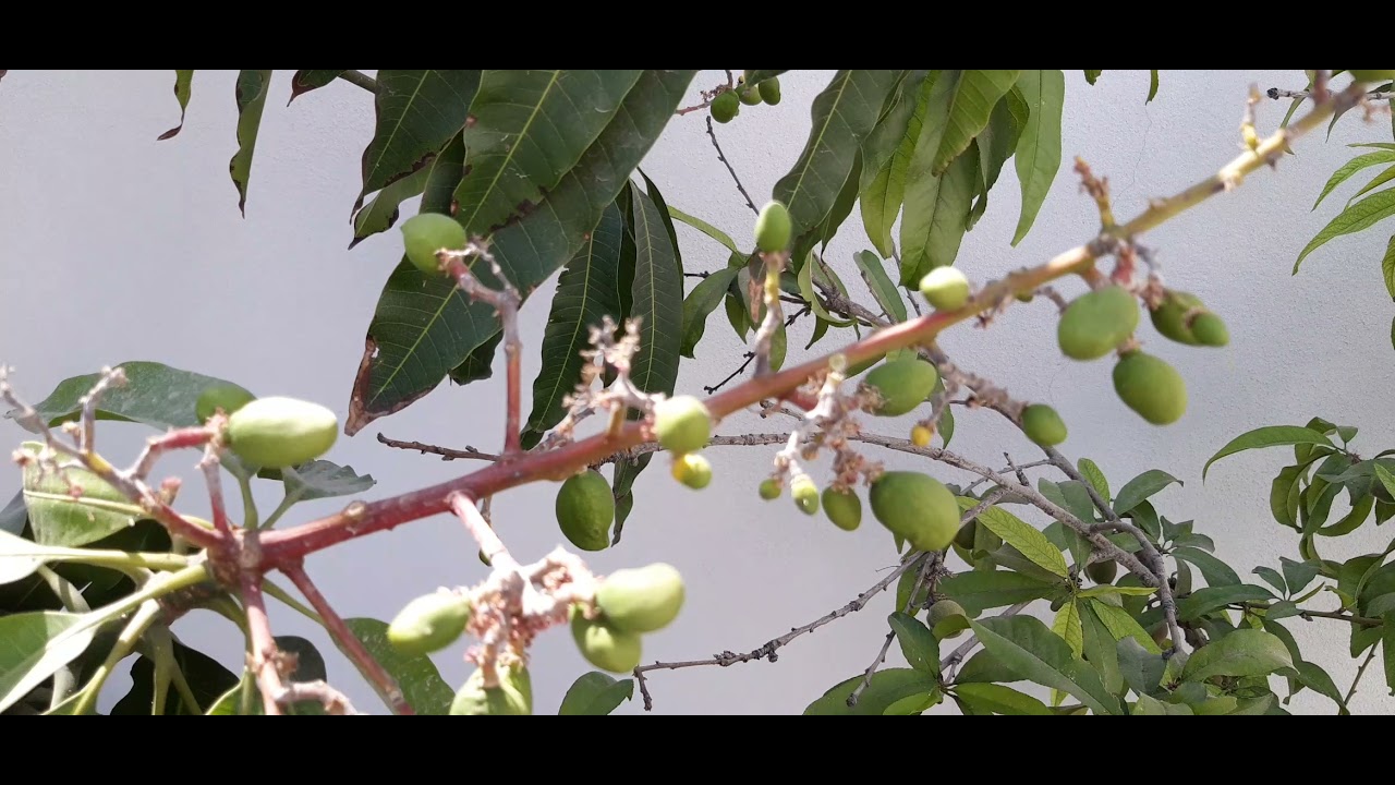 CULTIVO DE MANGO EN CASA | CÓMO ELIMINAR LA PLAGA DE MANERA NATURAL| MOSCA BLANCA ELIMINADA .