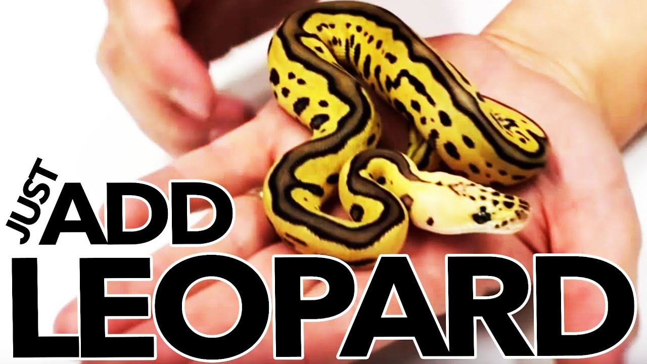 INTRODUCING THE LEOPARD CLOWN PROJECT! MORPHS 101 (2013)