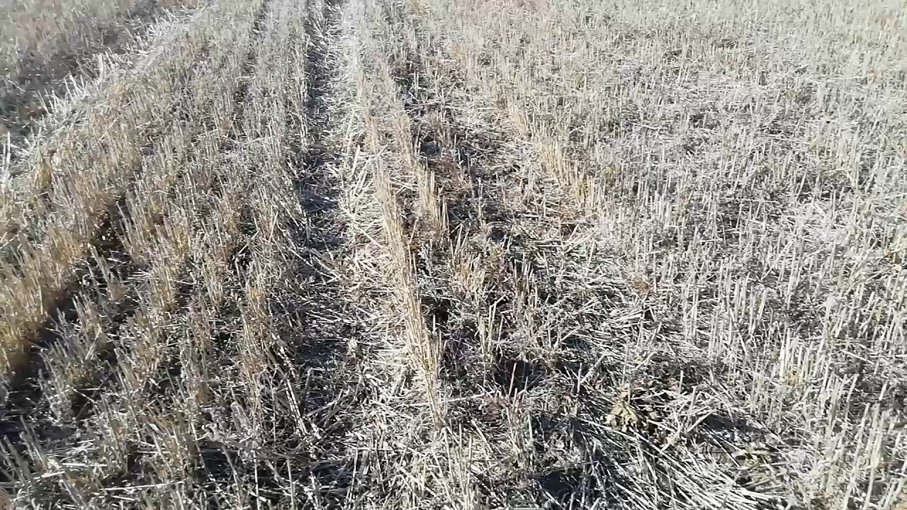 Опрыскивание поля, подготовка для посева qпо технологии ноутилл кориандра.