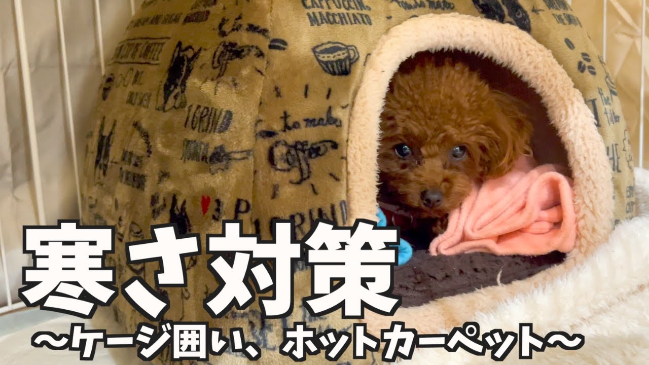 これで夜泣きが無くなった【冬の寒さ対策】【トイプードル】