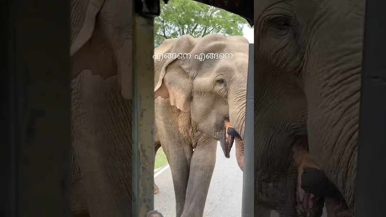 Wild elephant ആനയുടെ പരിശോധന #ന്.ഐ.t9144