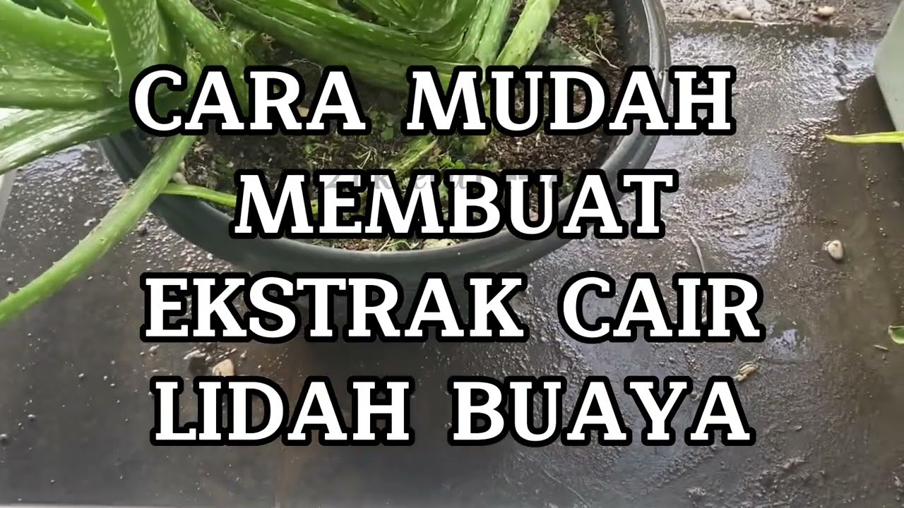 Easy way to make Aloe vera Liquid Extract/ Cara Mudah Membuat Ekstrak Cair Lidah Buaya #youtubes
