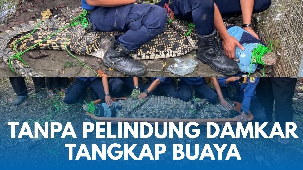 DETIK MENEGANGKAN DAMKAR KARAWANG Dengan Tangan Polos Tangkap Buaya 60 Kilo