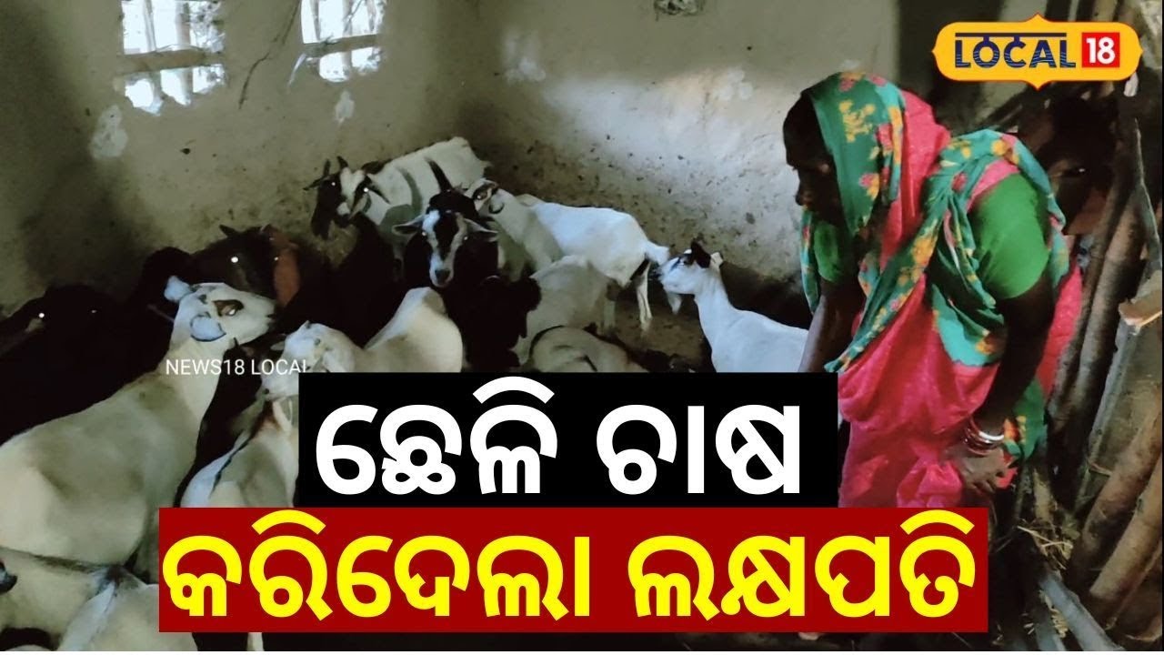 ମହିଳାଙ୍କୁ ଲକ୍ଷପତି କରିଦେଲା ଛେଳି ଚାଷ । Baleswar। Odisha। Odia News। Business। #local18