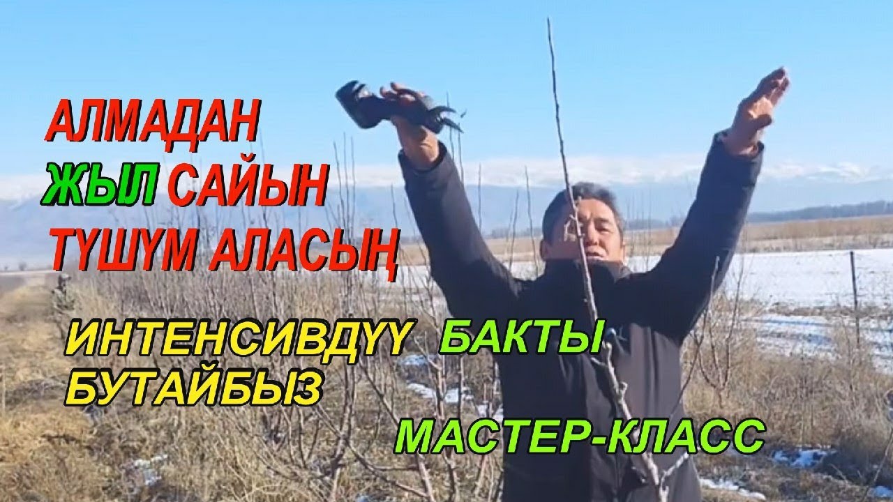 АЛМА БАГЫҢ ЖЫЛЫНА ТҮШҮМ БЕРЕТ  ТУУРА БУТАГЫ  КМЦ КЫРГЫЗСТАН