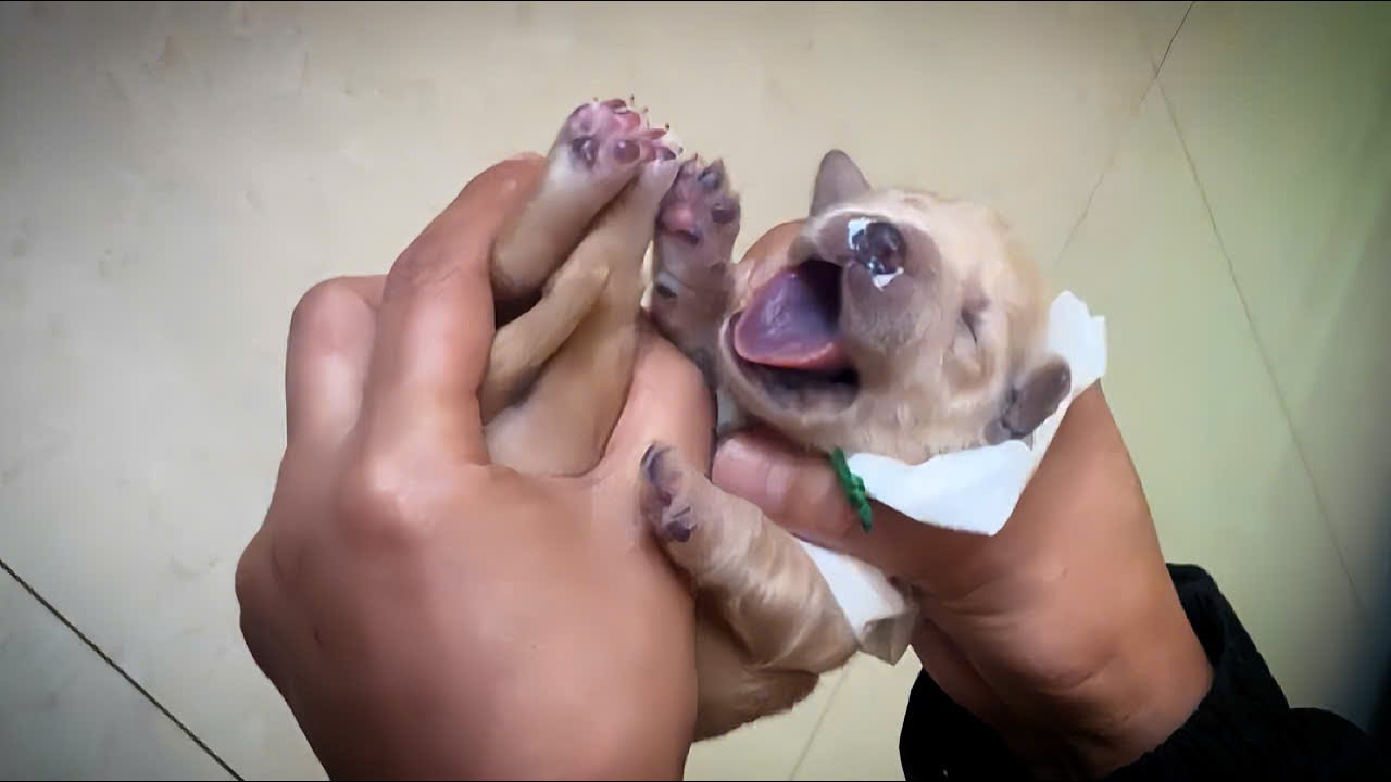 Emergency Rescue: Newborn Puppy Accidentally Smothered by Mother, Fights for Life