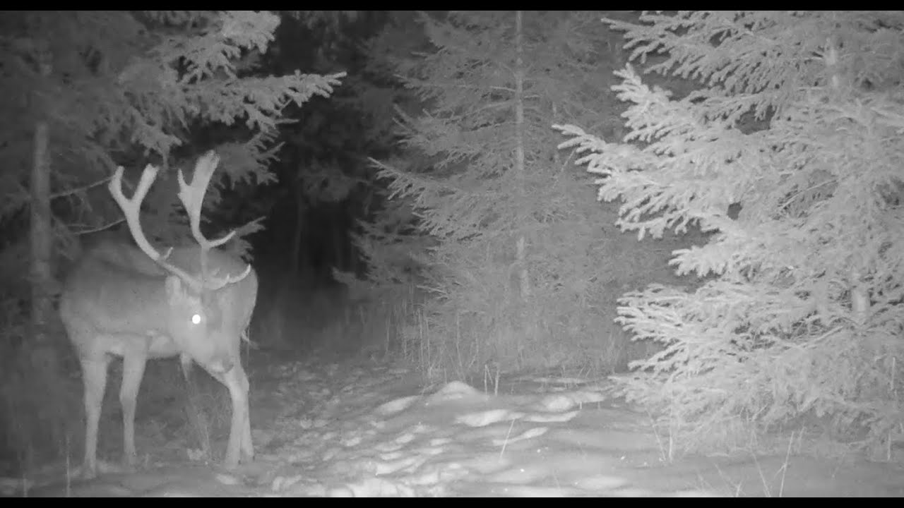FOTOPAST MORAVA 3, 2/2026 #nature #myslivost#JAGD#woods#POLOWANIE#HUNTING#krásná příroda#CHASSE