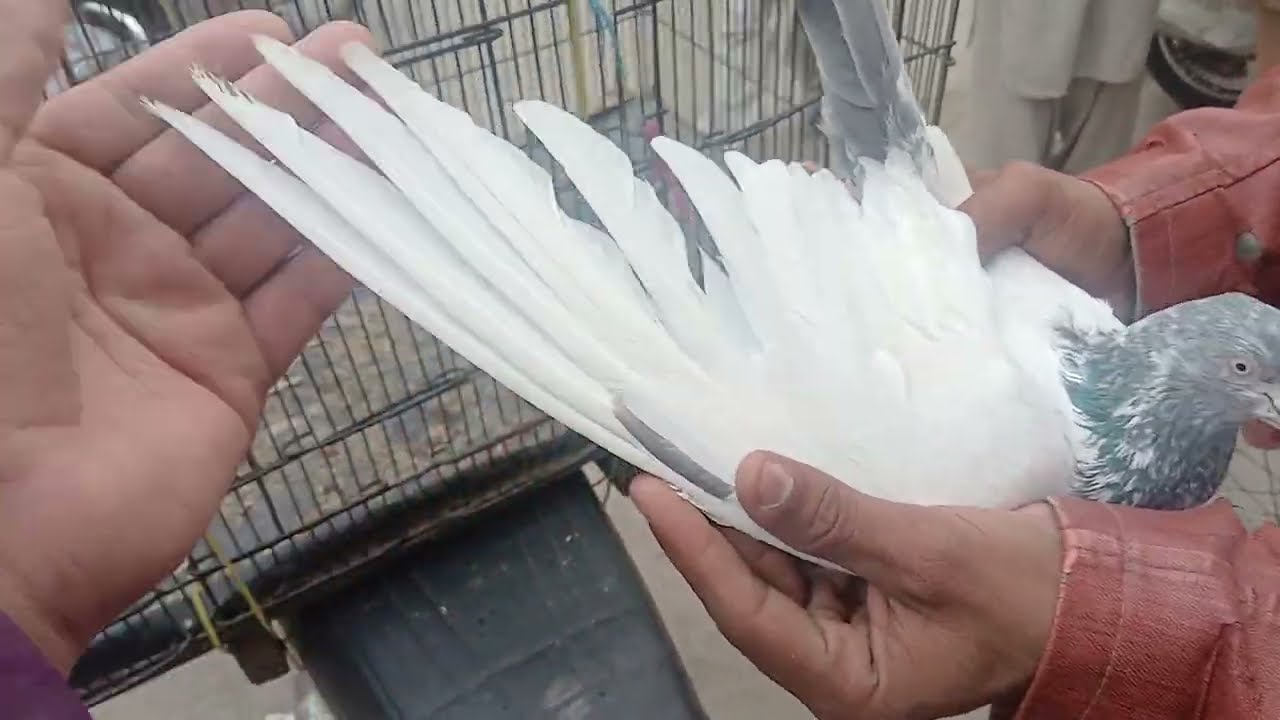 Rawalpindi birds market dingi khui raja bazar 6th February 2026