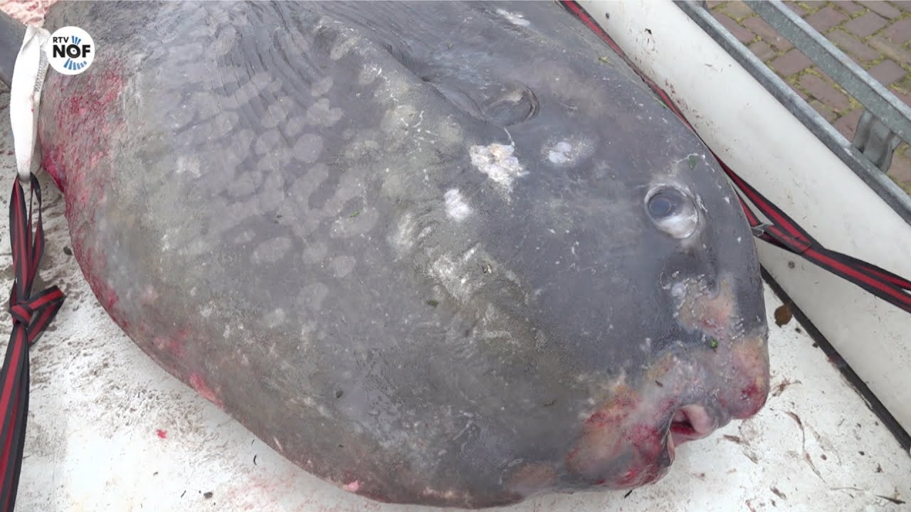 Aangespoelde maanvis Ameland komt aan in Holwerd
