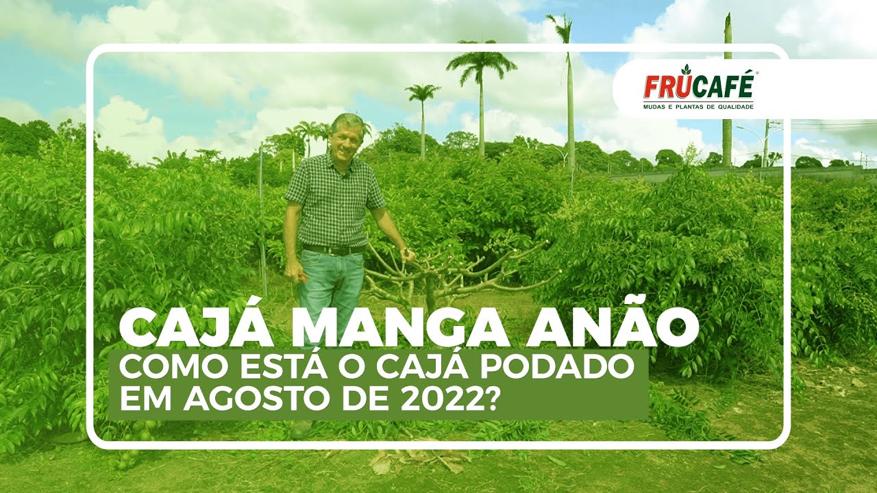 Como está o Cajá Manga Anão Podado em Agosto 2022? Dicas de Adubação.