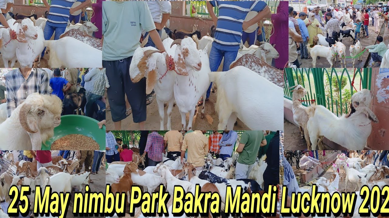 25 May nimbu Park Bakra Mandi Lucknow 2025