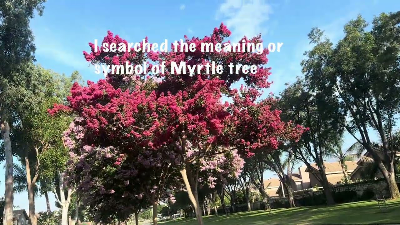 Crepe Myrtle Tree  Blooms Beautiful and Colorful