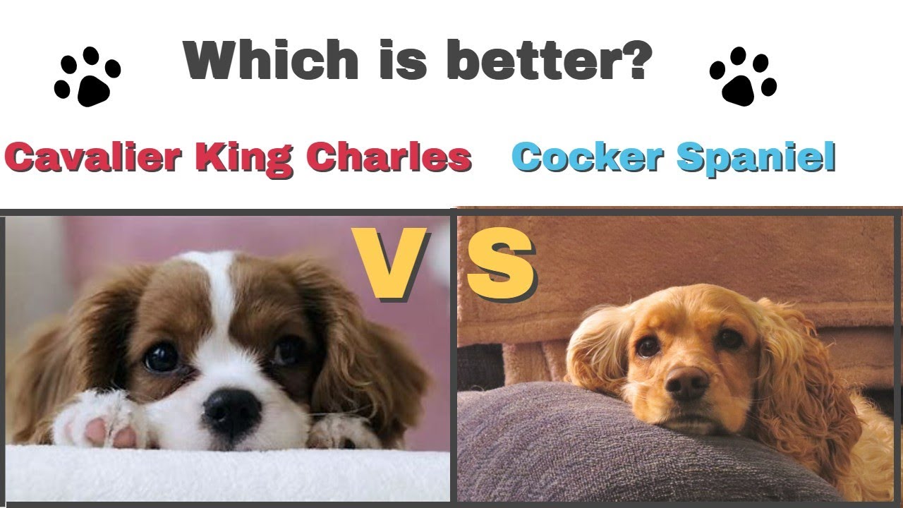 Cavalier King Charles Spaniel VS Cocker Spaniel