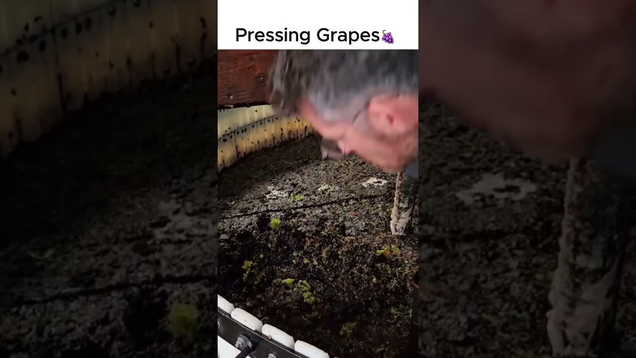 Pressing Grapes 🍇