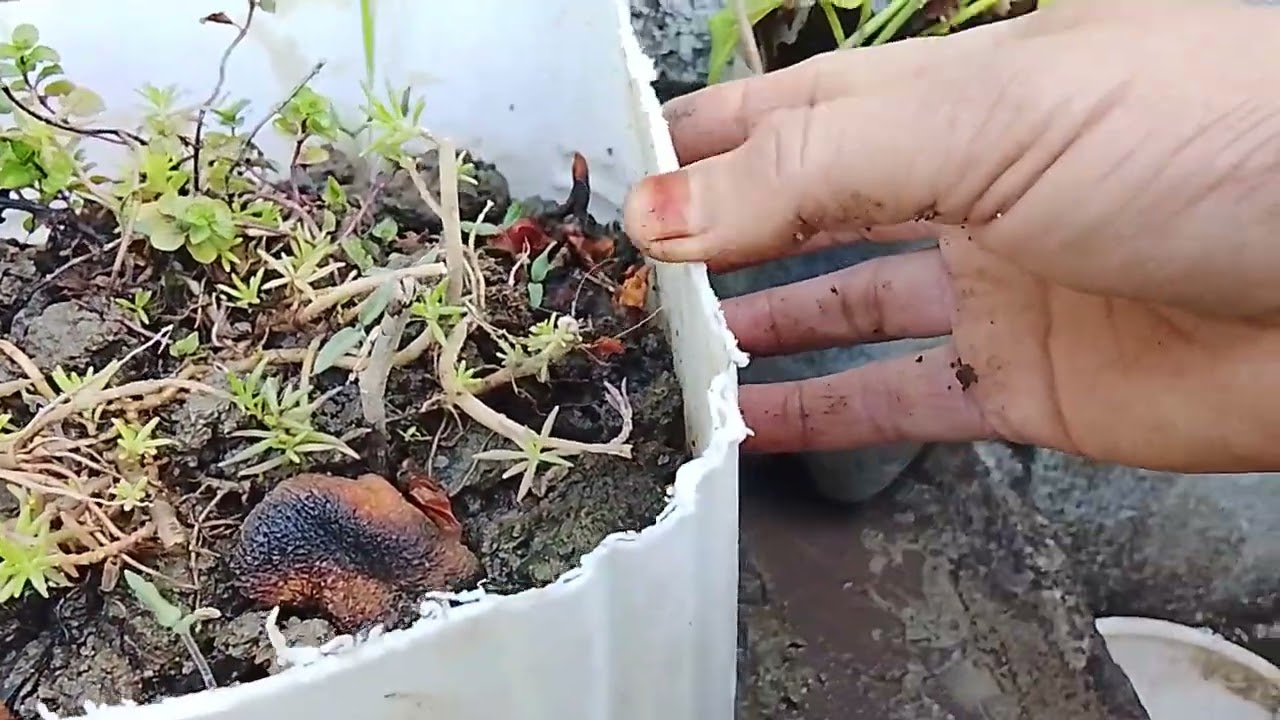 Morning ka new vlog 