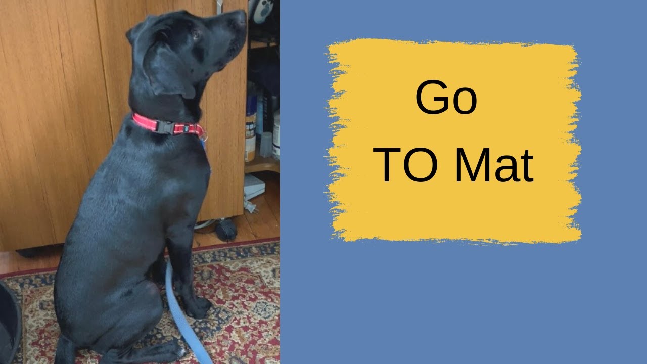 Teach Your Dog to Go to Mat: The Secret Technique