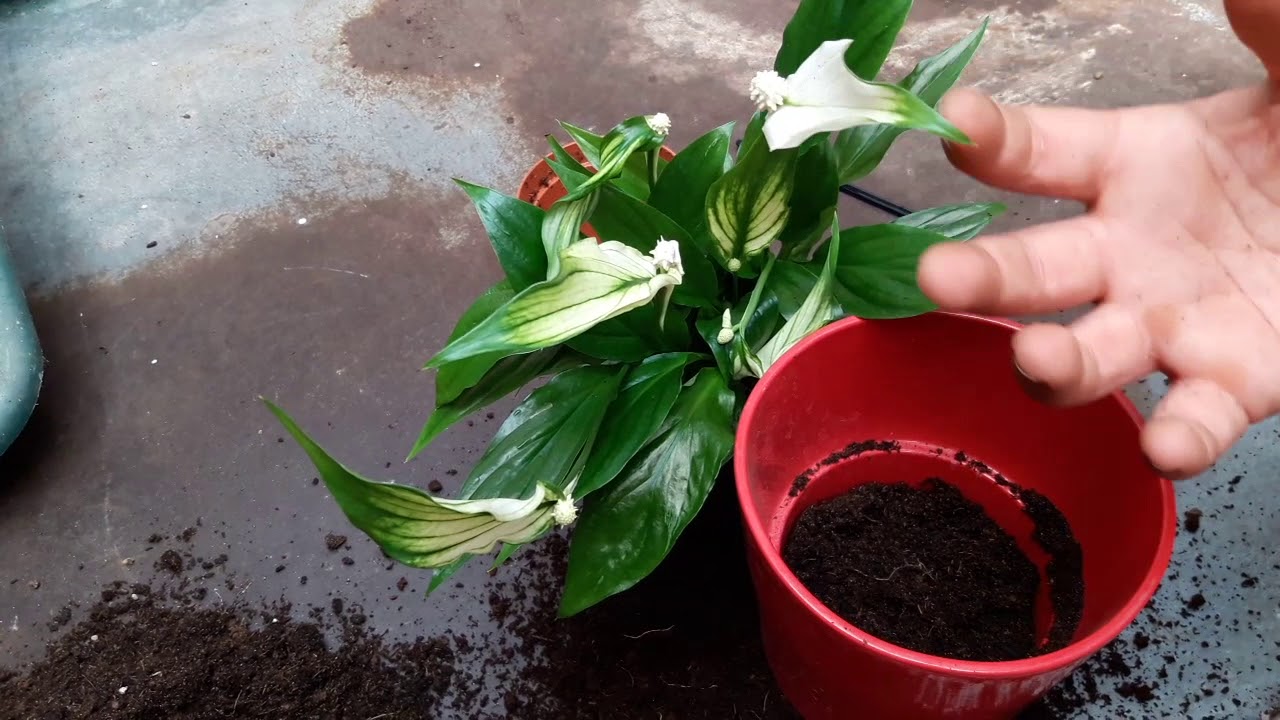 Quando e come si cambia il vaso alle piante d'appartamento? Tutorial