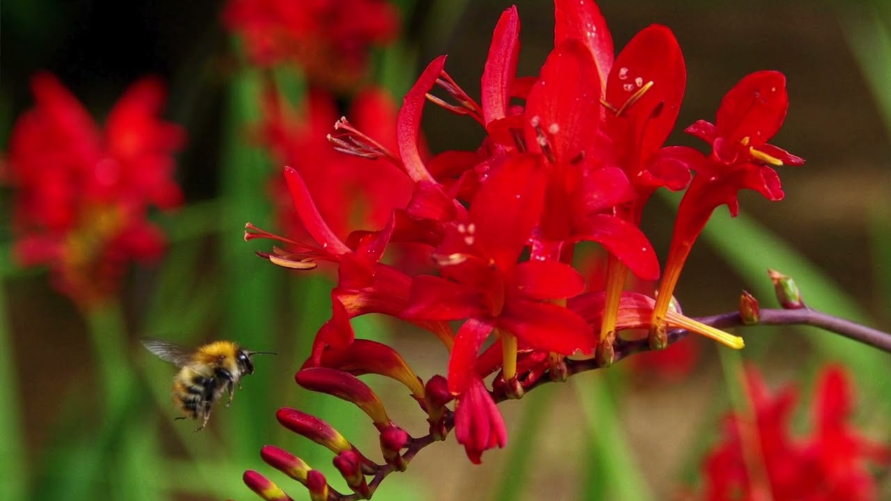 Crocosmia, une fleur d'été !