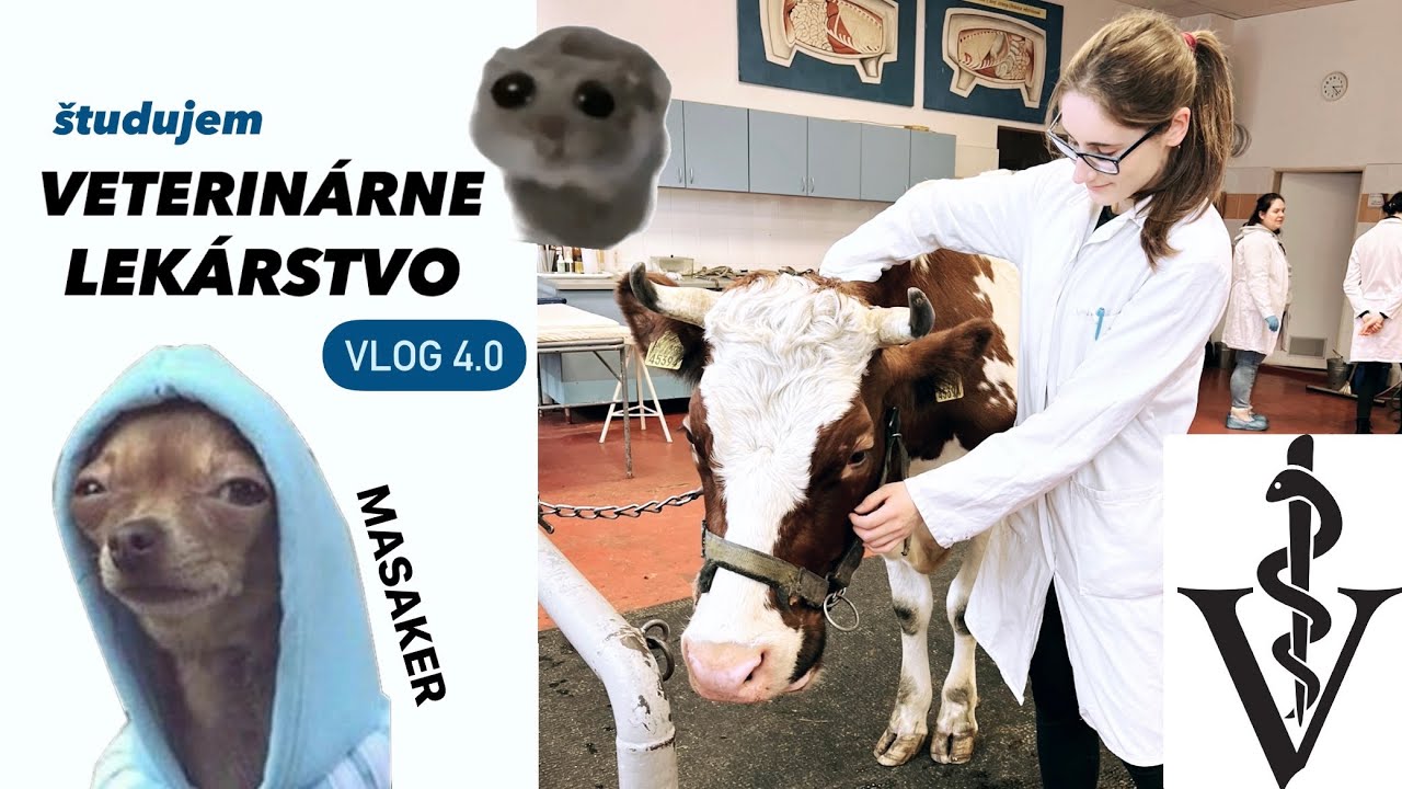 3. ROČNÍK BUDE SRANDA, HOVORILI…  // Vlog 3.1