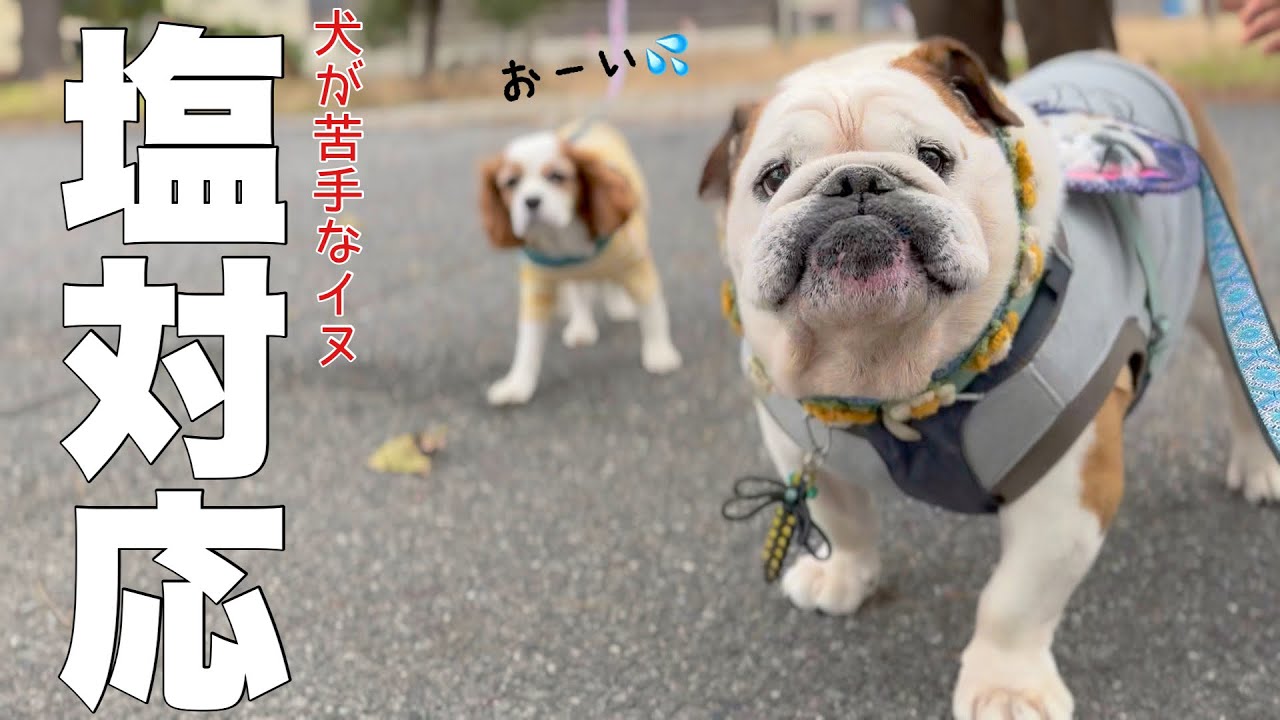 ブルドッグまめちゃん　偶然会った視聴者さんにも塩対応だった。